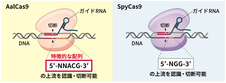 AalCas9とCas9の違いを示した図