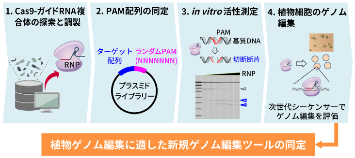 Cas9の機能を調べるための実験系