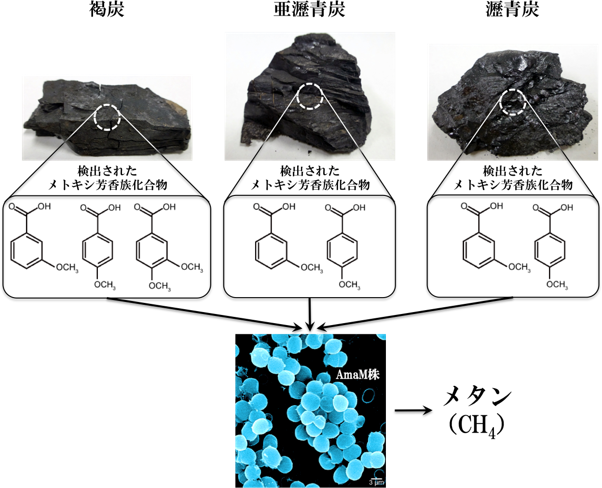 各種石炭から検出されたメトキシ芳香族化合物(上段)とそれらを利用してメタンを生成するメタン生成菌「AmaM株」(下段)の図